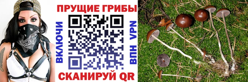 ссылка на мегу как найти Данков Галлюциногенные грибы Psilocybine cubensis